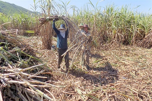 Mơ Thấy Cây Mía Là Điềm Gì? Đánh Số Mấy?-4