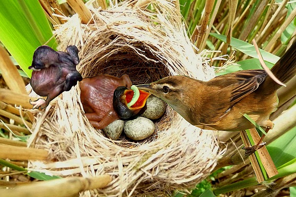 Tu hú kêu là điềm báo gì? Đánh con gì dễ trúng-3
