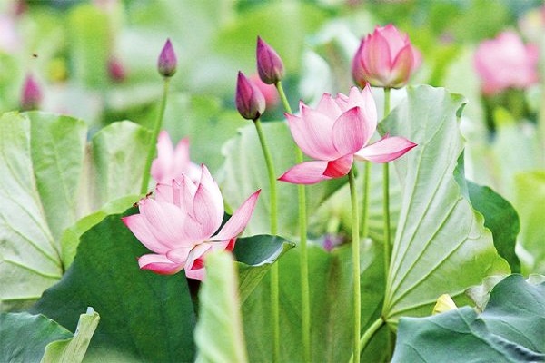 Mơ thấy hoa sen là điềm báo gì? Đánh số mấy?-2