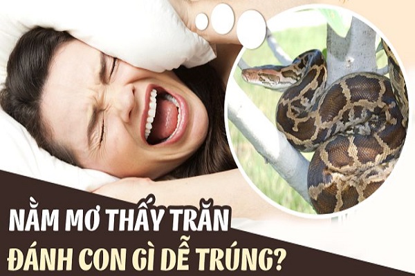 Mơ thấy trăn là điềm báo gì? Đánh đề bao nhiêu?-4