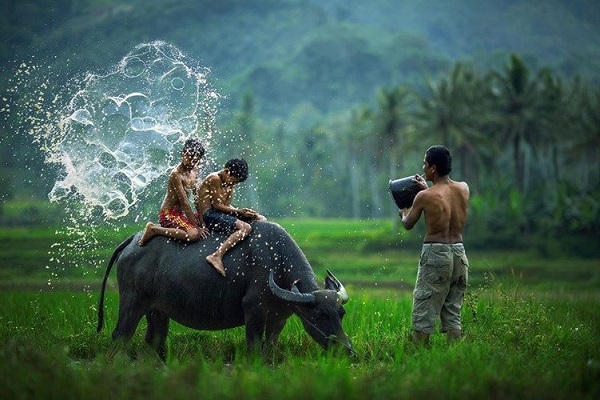 Nằm mơ thấy trâu là điềm gì? Đánh số mấy?-3