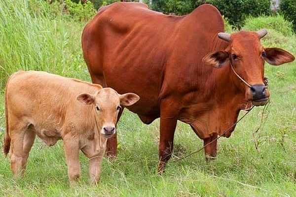 Nằm mơ thấy bò là điềm gì? Đánh đề bao nhiêu?-4