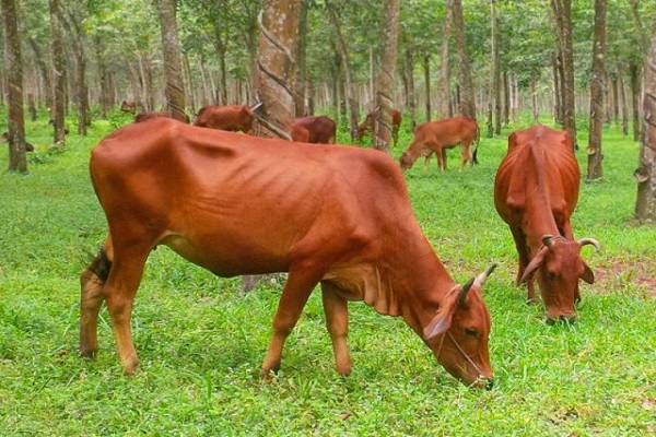 Nằm mơ thấy bò là điềm gì? Đánh đề bao nhiêu?-2
