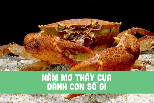 Con cua số mấy? Mơ thấy cua đánh số nào?-3