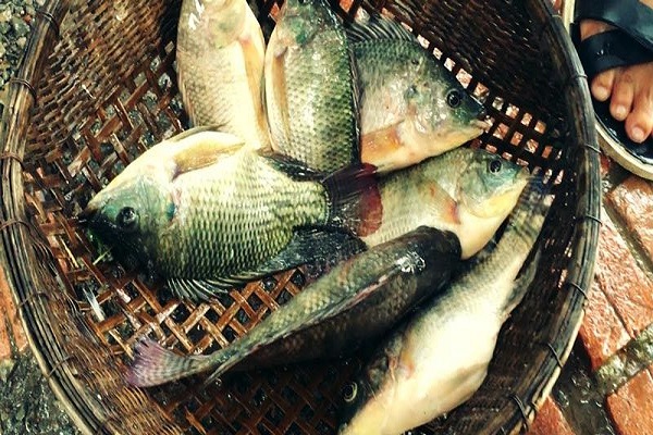 Mơ thấy cá rô là điềm báo gì? Đánh số bao nhiêu?-1