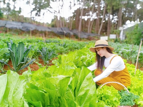 nằm mơ thấy rau cải