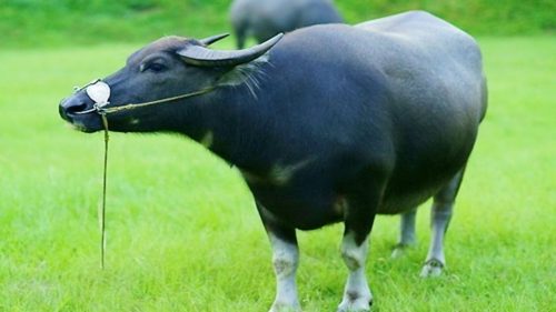 nằm mơ thấy con trâu