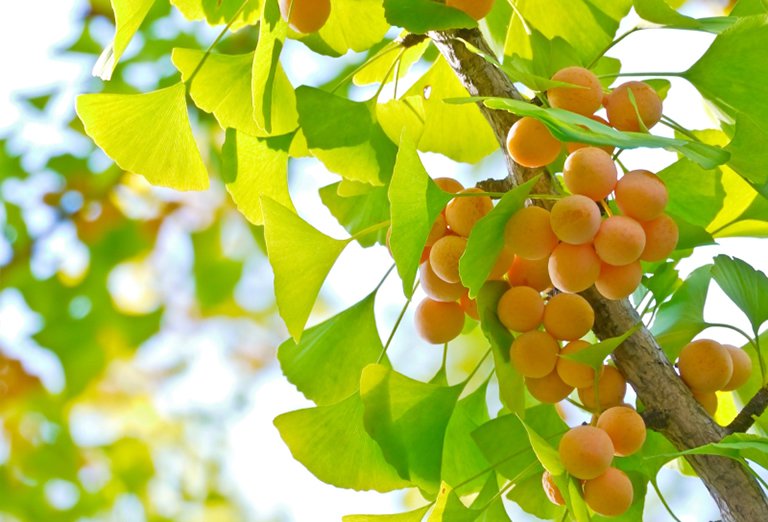 ngủ mơ thấy cây bạch quả