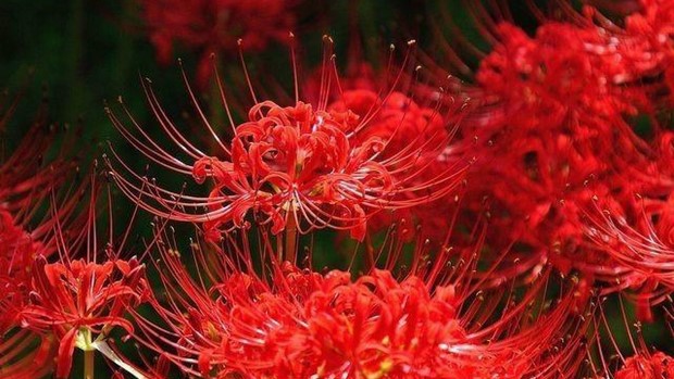 nằm mơ thấy hoa bỉ ngạn