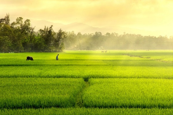 mơ-thấy-lúa-đánh-con-gì