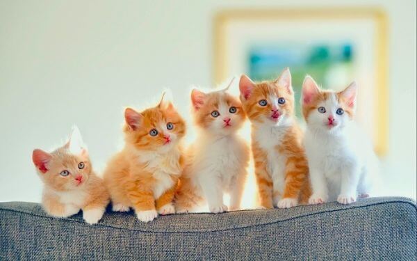 Điềm báo giấc mơ thấy mèo