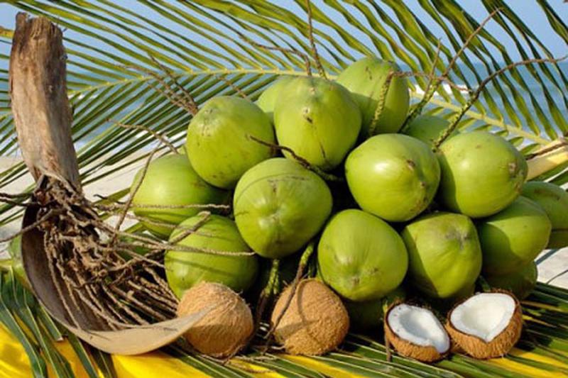 Mơ thấy quả Dừa